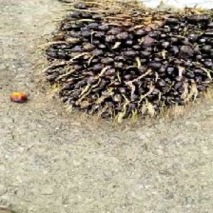 unripe_train (1224).jpg