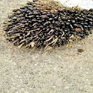 unripe_train (1225).jpg