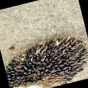 unripe_train (1226).jpg