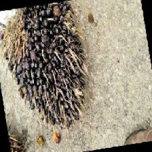 unripe_train (1227).jpg