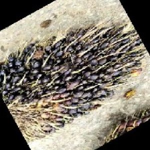 unripe_train (1230).jpg