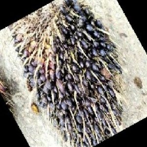 unripe_train (1231).jpg