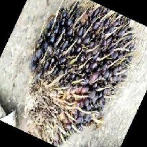 unripe_train (1234).jpg