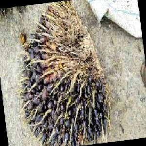 unripe_train (1236).jpg