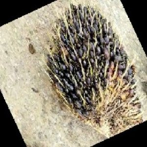 unripe_train (1237).jpg