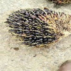 unripe_train (1238).jpg