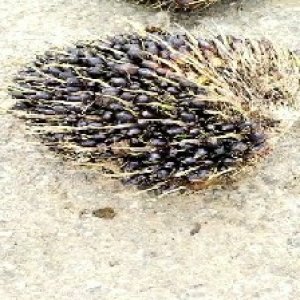 unripe_train (1239).jpg