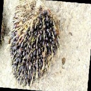 unripe_train (1240).jpg