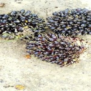 unripe_train (1244).jpg