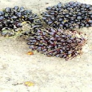 unripe_train (1245).jpg