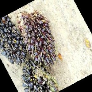 unripe_train (1246).jpg