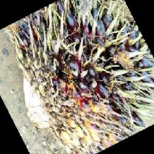 unripe_train (125).jpg