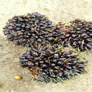 unripe_train (1254).jpg