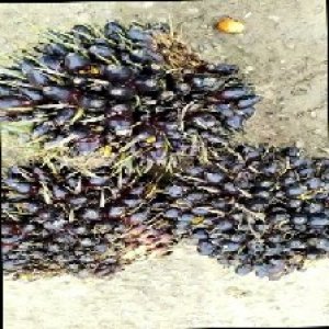 unripe_train (1255).jpg