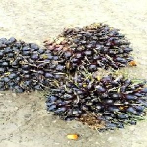 unripe_train (1257).jpg