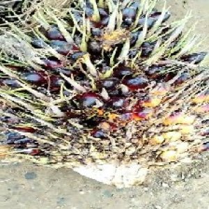 unripe_train (126).jpg