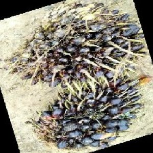 unripe_train (1261).jpg