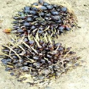 unripe_train (1262).jpg