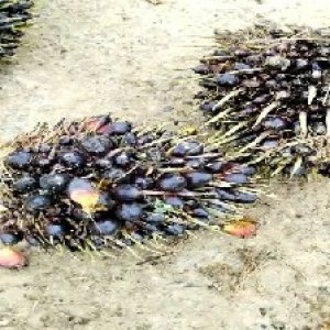 unripe_train (1263).jpg