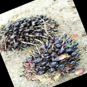 unripe_train (1265).jpg