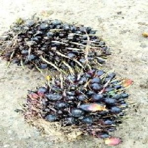 unripe_train (1266).jpg