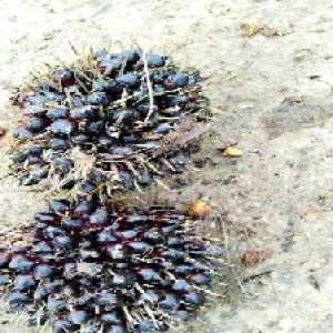 unripe_train (1268).jpg