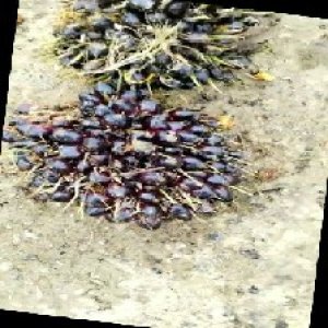 unripe_train (1269).jpg