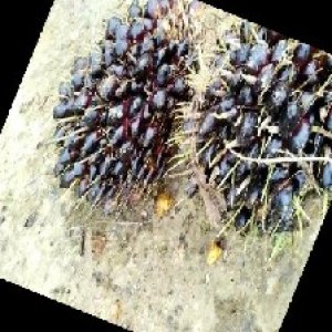 unripe_train (1273).jpg