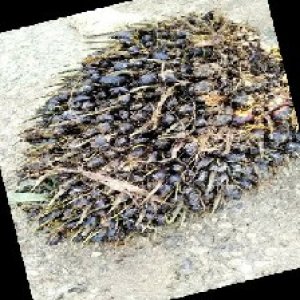 unripe_train (1278).jpg