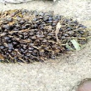 unripe_train (1287).jpg