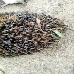 unripe_train (1289).jpg