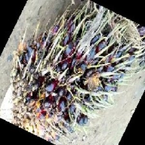 unripe_train (129).jpg