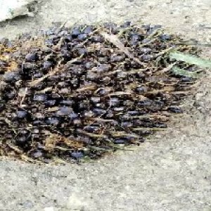 unripe_train (1291).jpg