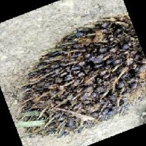 unripe_train (1292).jpg