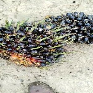 unripe_train (1296).jpg