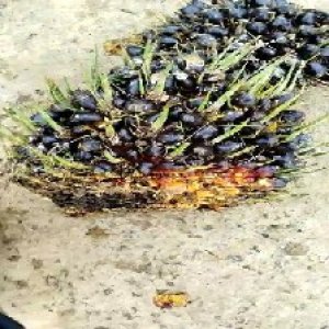 unripe_train (1297).jpg