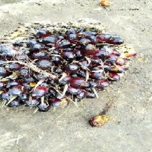 unripe_train (13).jpg