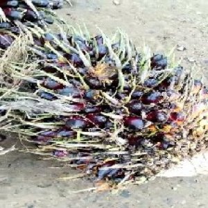 unripe_train (130).jpg