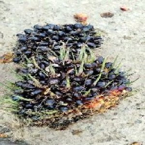 unripe_train (1302).jpg