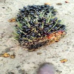 unripe_train (1303).jpg