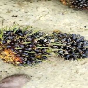 unripe_train (1306).jpg