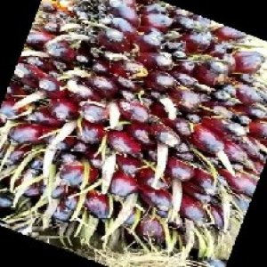 unripe_train (131).jpg