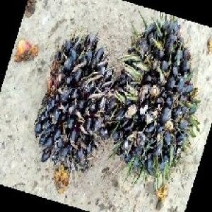 unripe_train (1311).jpg