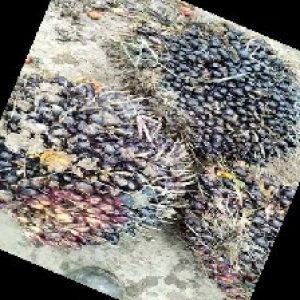 unripe_train (1317).jpg