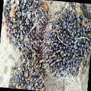 unripe_train (1322).jpg