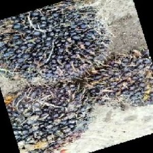 unripe_train (1324).jpg