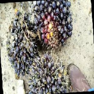 unripe_train (1326).jpg