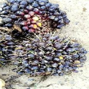 unripe_train (1332).jpg