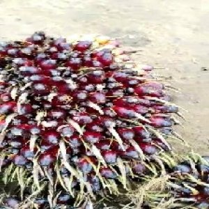 unripe_train (134).jpg