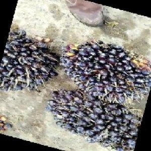 unripe_train (1344).jpg